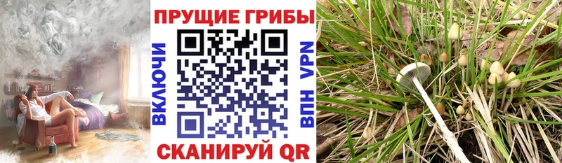 Псилоцибиновые грибы MAGIC MUSHROOMS KRAKEN как зайти Калтан
